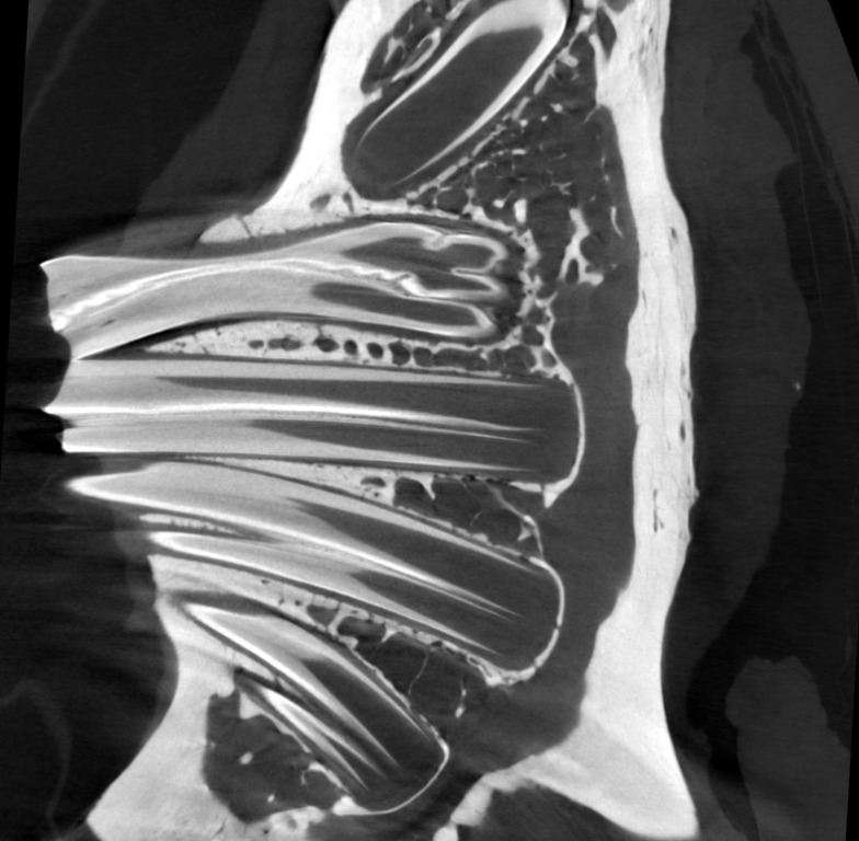 CT scan image of a small animal head