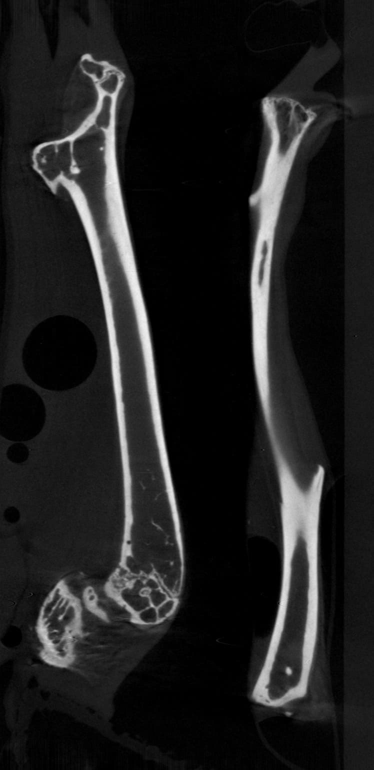 CT scan image of a forelimb